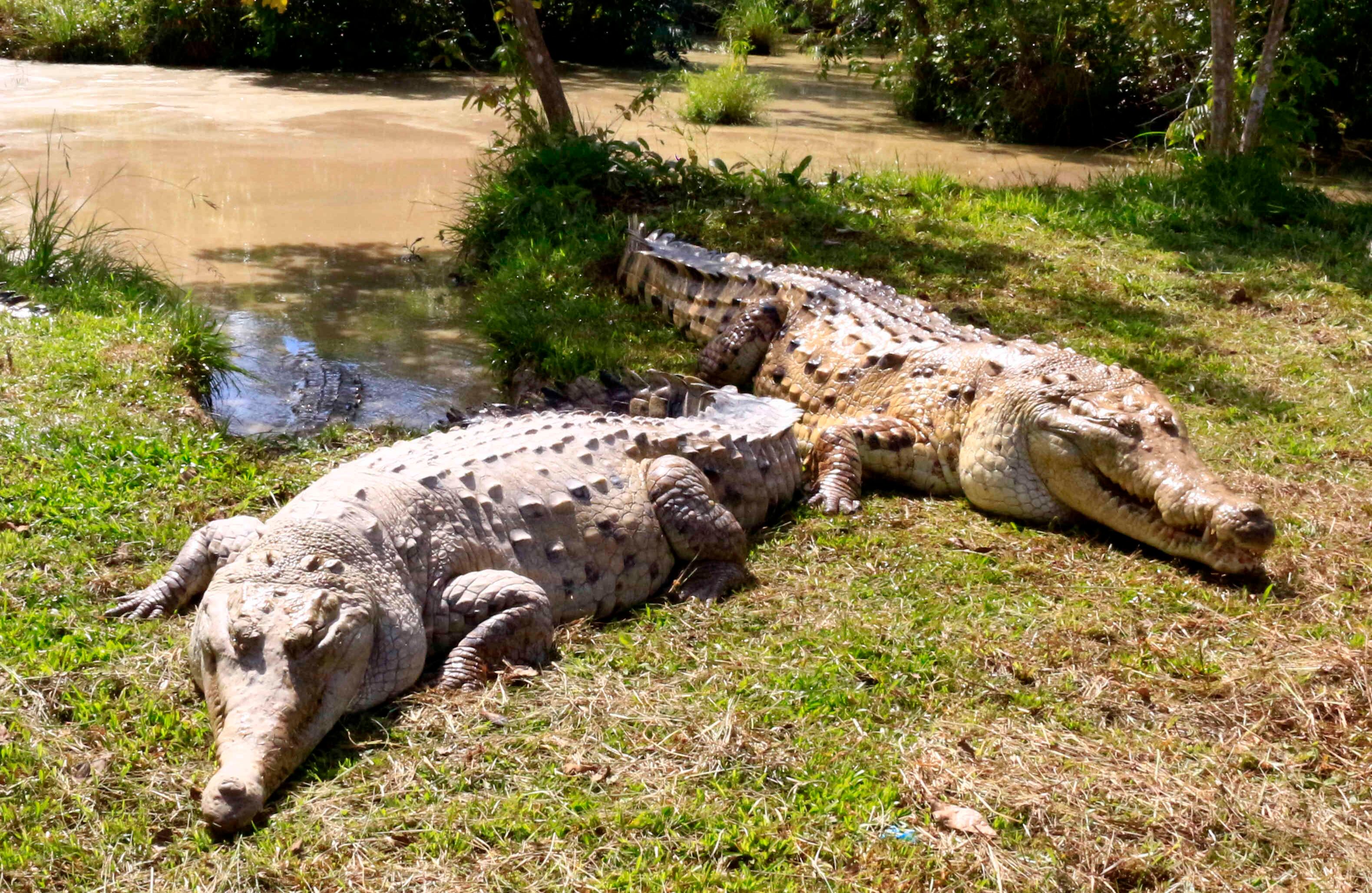El caimán llanero es una especie en recuperación y se encuentra en peligro de extinción. 