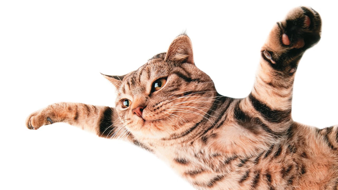 Por sorprendente que parezca, es mayor la probabilidad de sufrir lesiones al caer de una altura menor que de pisos superiores.