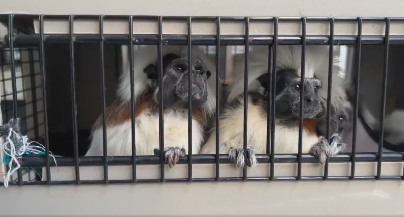 Monos titíes cabeciblancos