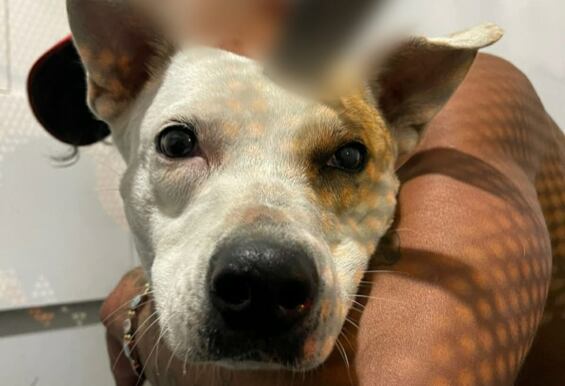 Buscan determinar el tratamiento a seguir que permita salvarle la vida por las graves lesiones que presenta en el hueso y músculo frontal de la cabeza