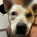 La perrita se encuentra sedada, con pronóstico reservado y bajo observación veterinaria permanente en las instalaciones del Grupo de Atención y Rescate Animal