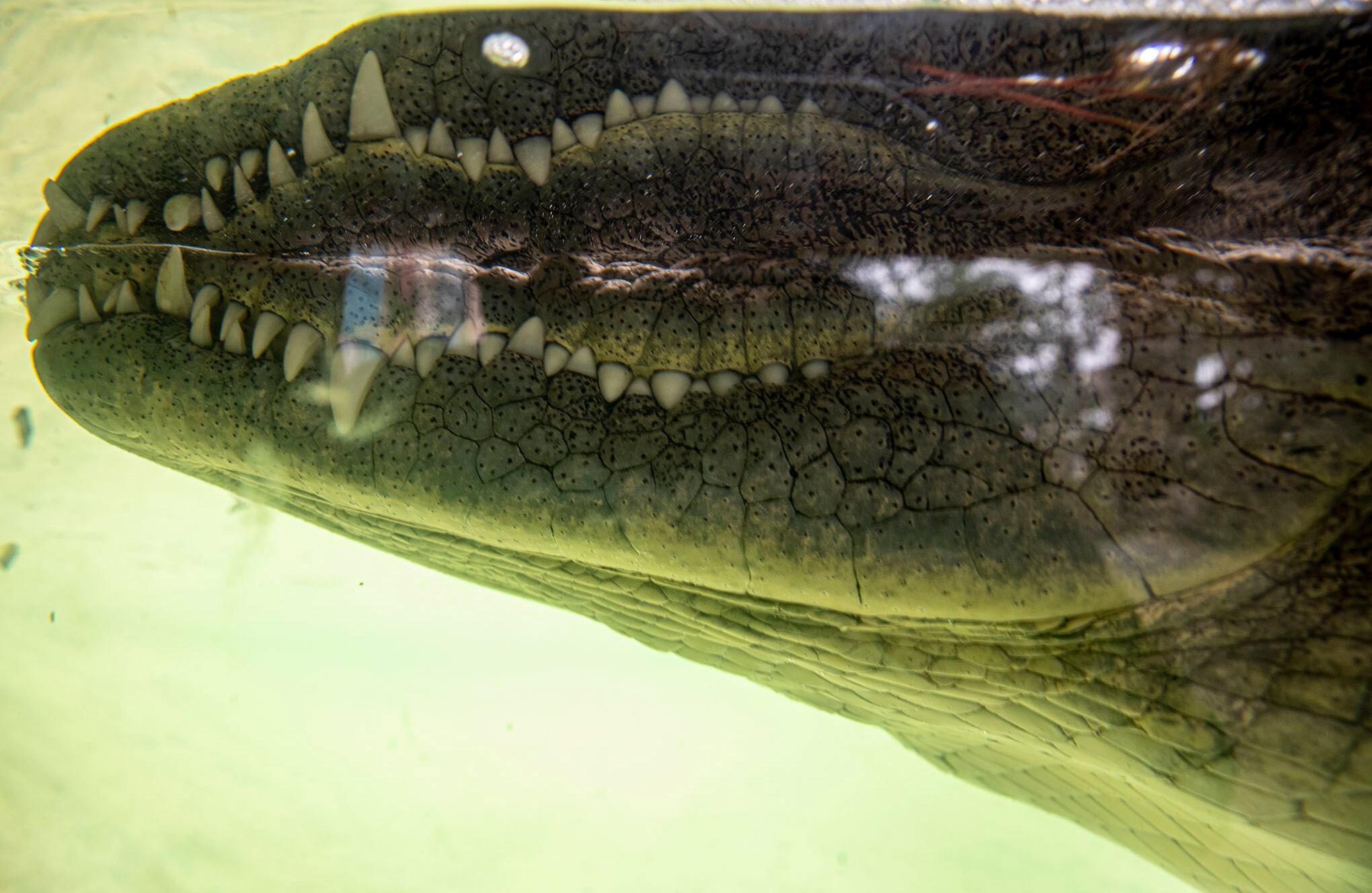 Zoológico en Santiago de Chile