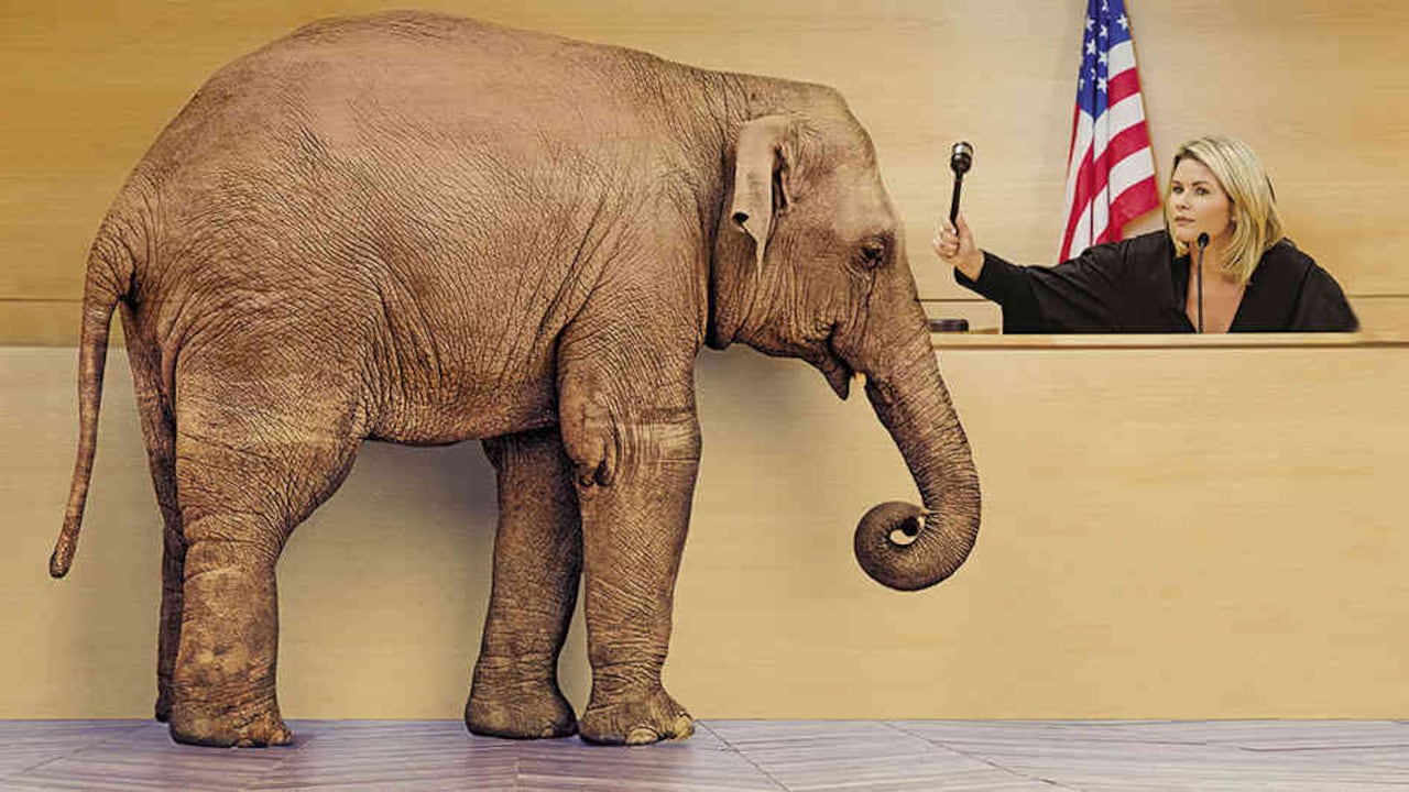 Los animales son sujetos de derechos.