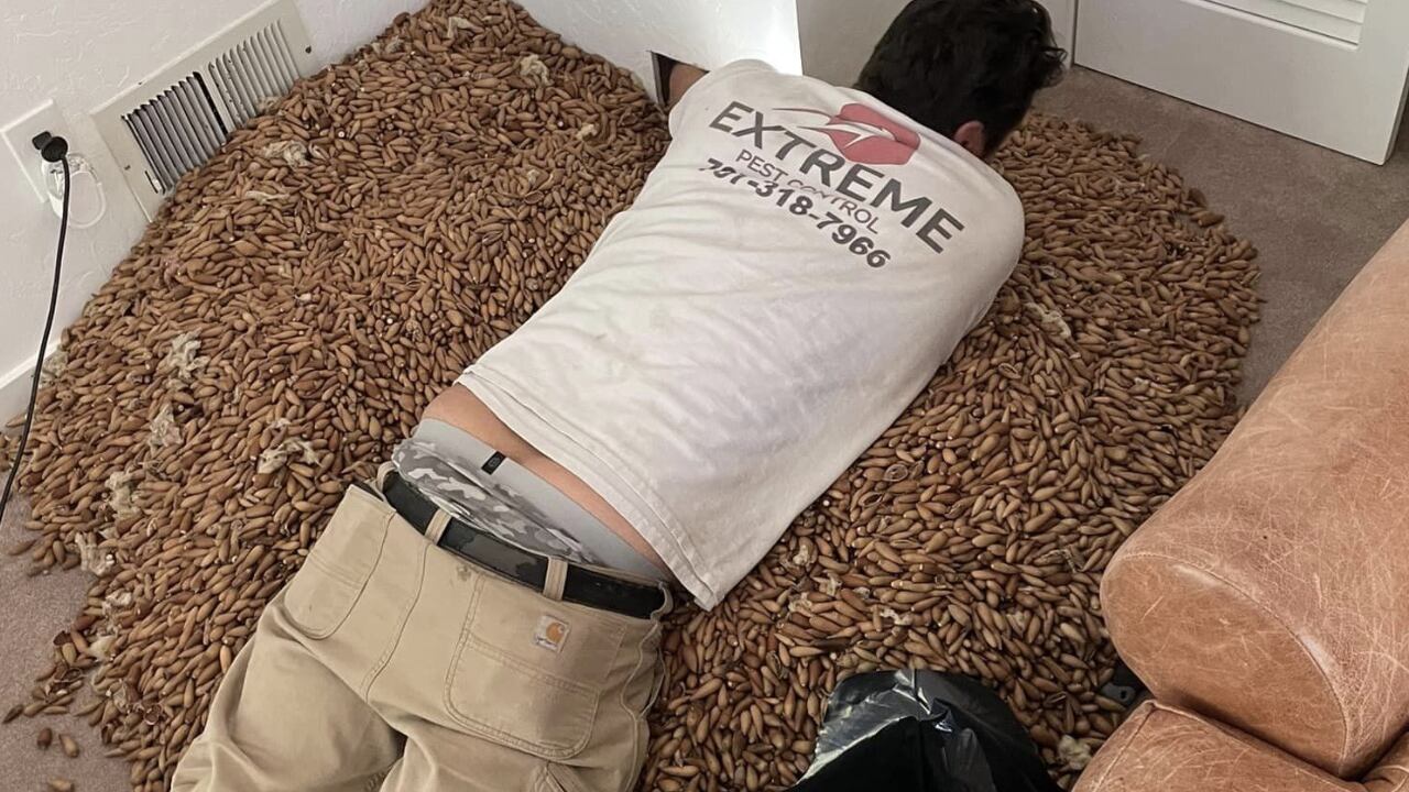 La empresa encargada de hacer el trabajo fue Nick’s Extreme Pest Control, la cual publicó las imágenes de la supuesta plaga que había en la casa