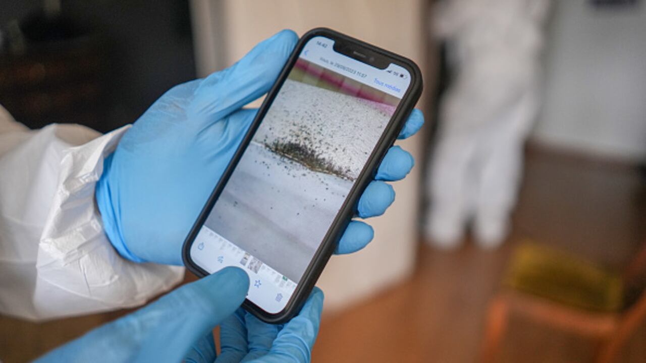 Un trabajador de control de plagas de Societe Mesnuisibles muestra una fotografía de un teléfono inteligente de una infestación de chinches en París, Francia, el jueves 5 de octubre de 2023. Fotógrafo: Nathan Laine/Bloomberg vía Getty Images