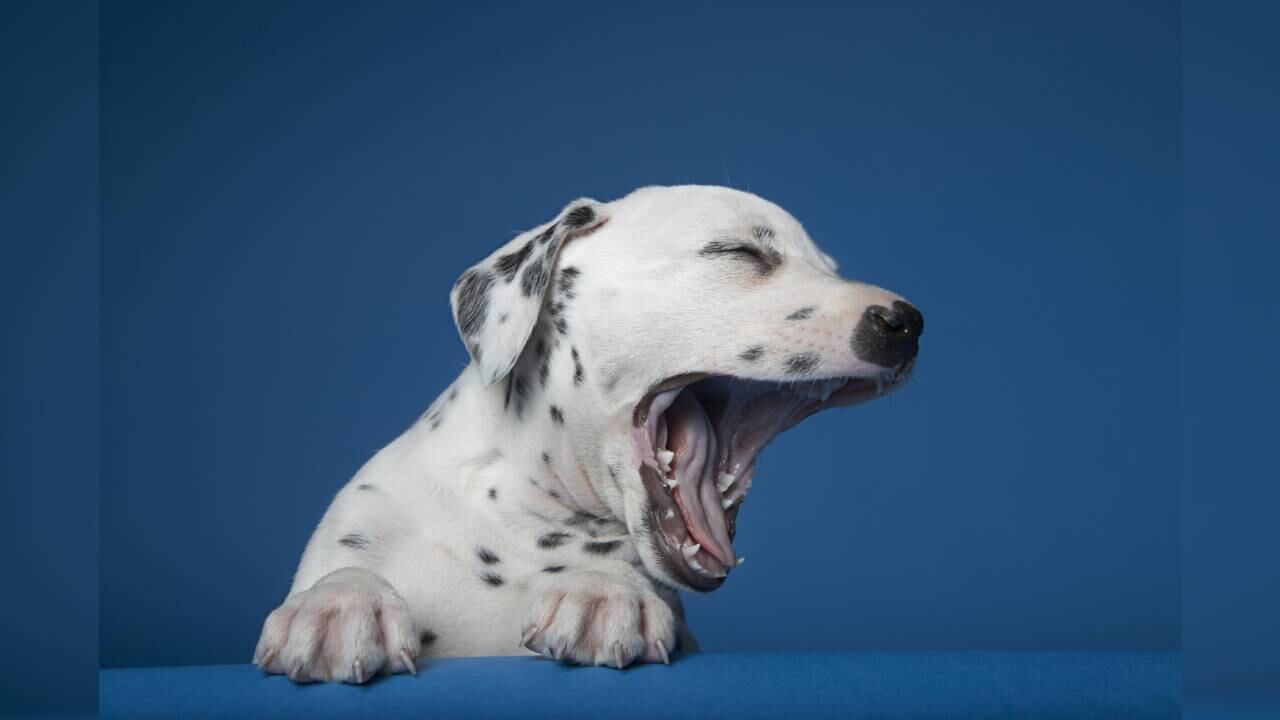 Expertos recomiendan no interferir ante este comportamiento canino. -Foto: Getty Images / Autor: Coneyl Jay,