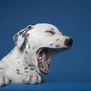 Expertos recomiendan no interferir ante este comportamiento canino. -Foto: Getty Images / Autor: Coneyl Jay,