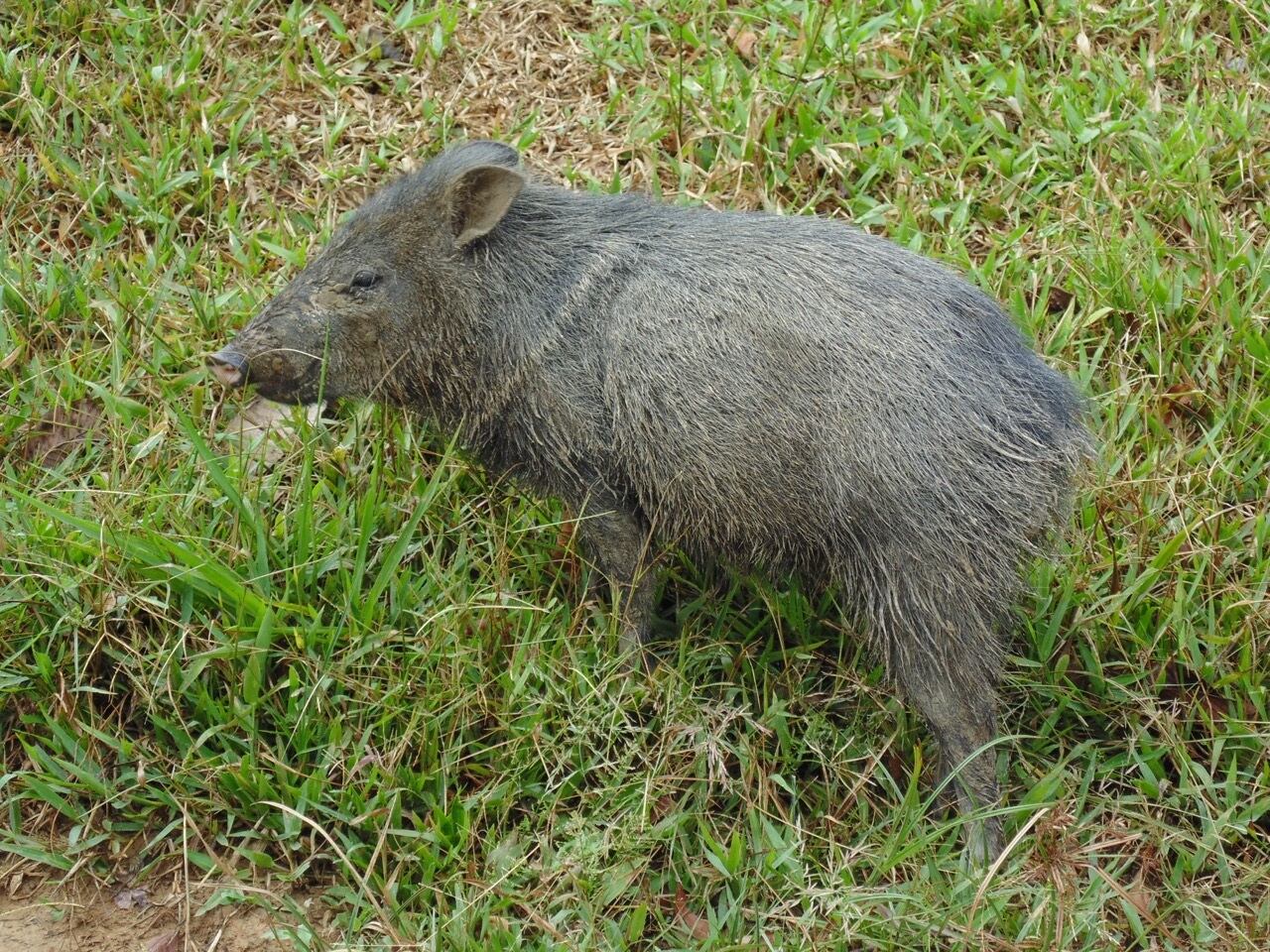 Fauna silvestre consumida por comunidades indígenas y rurales