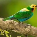 Aves como esta Tangara Multicolor (Chlorochrysa Nitidissima) se busca conservar, a partir de la realización de este tipo de eventos. Foto: Steve Sánchez / Colombia Birdfair.