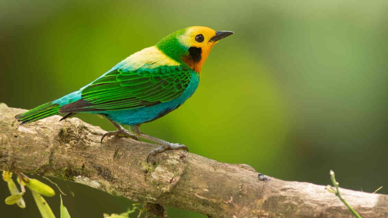 Aves como esta Tangara Multicolor (Chlorochrysa Nitidissima) se busca conservar, a partir de la realización de este tipo de eventos. Foto: Steve Sánchez / Colombia Birdfair.