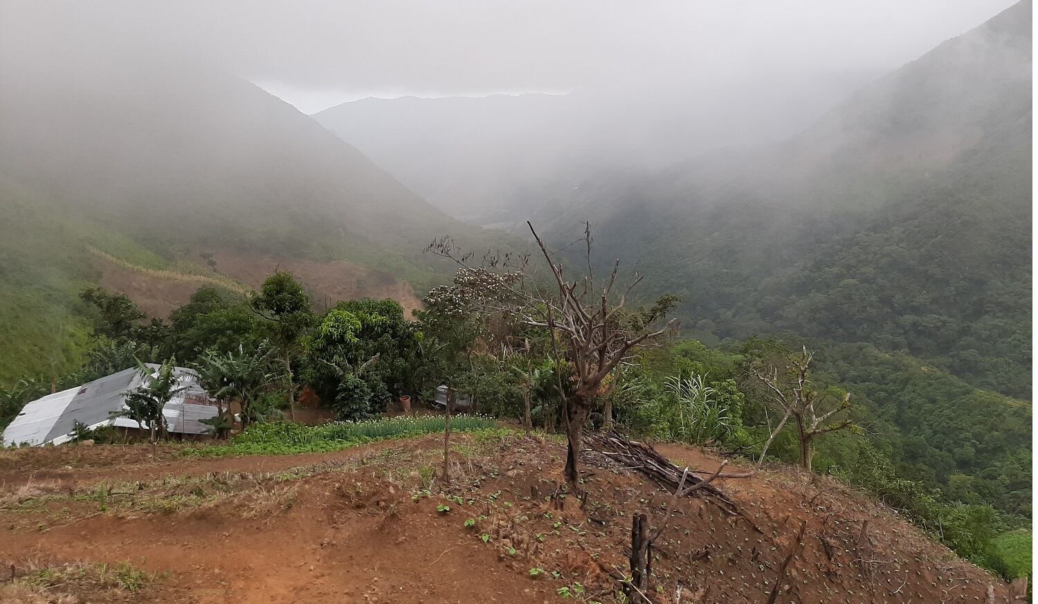 Serranía del perijá