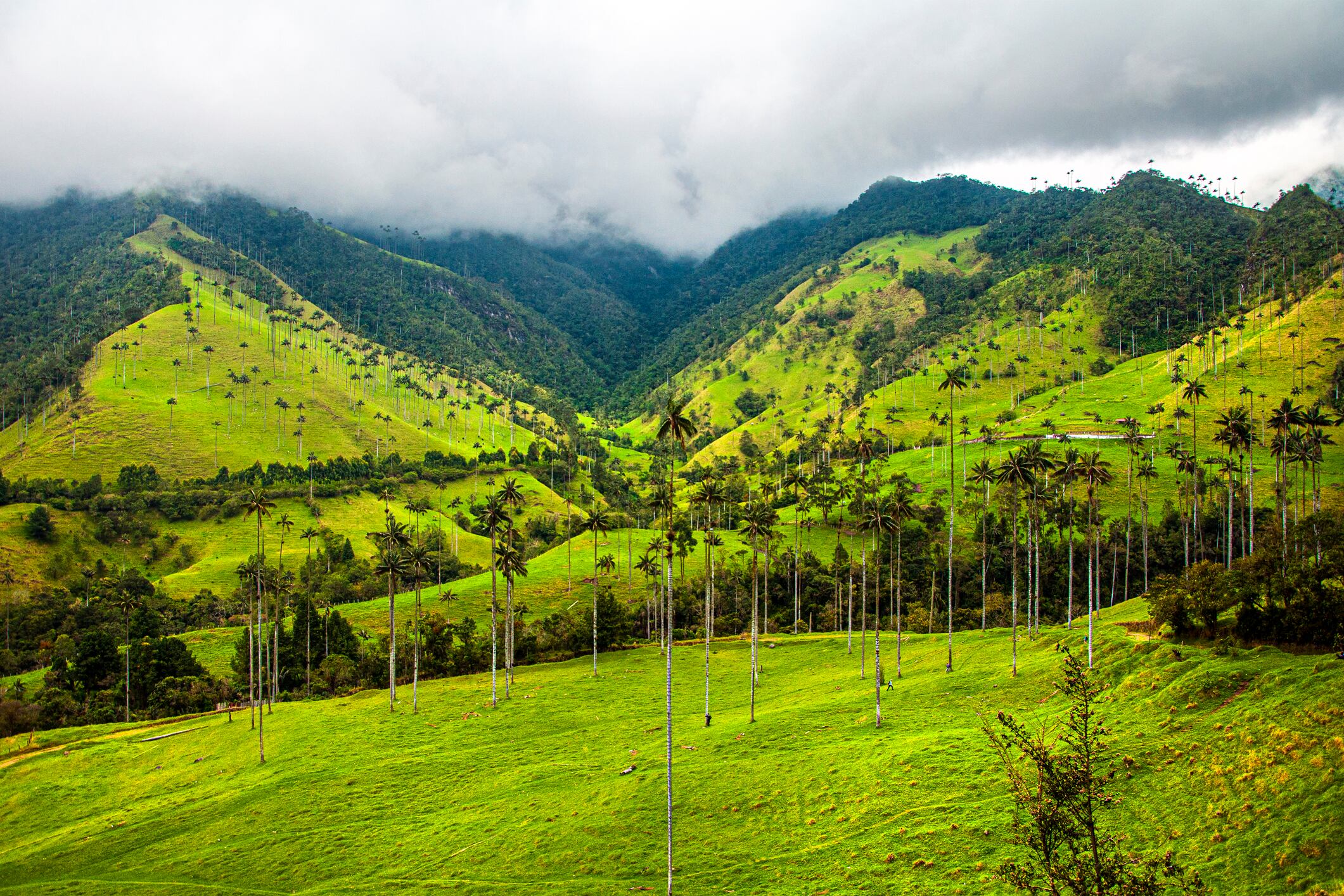 Valle del Cocora