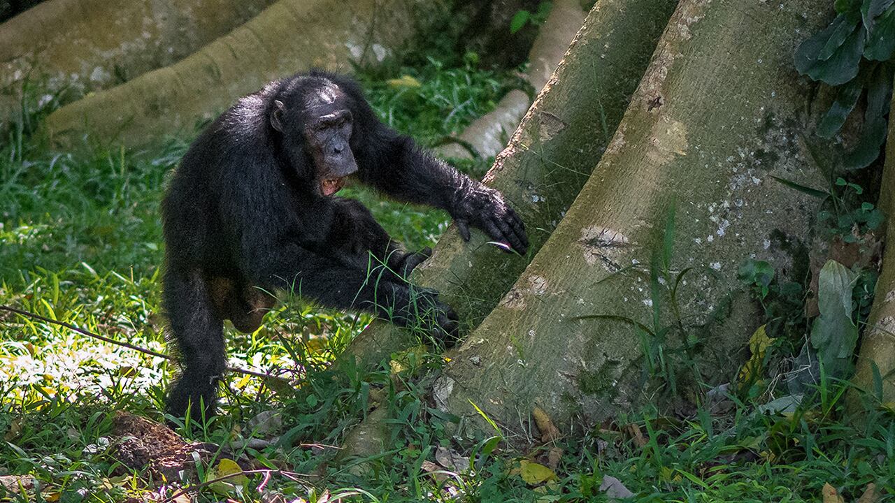 (COMBO) This handout combination of undated photographs released by University of St Andrews on September 6, 2022 shows a chimpanzee drumming on a tree in Uganda�s Budongo Forest. - Chimpanzees drummers puff out their chests and let out a guttural yell before stepping up to their kits and furiously pounding out their signature beat so that everyone can tell who is playing. A new study published on September 6, 2022 found that not only do chimpanzees have their own styles, some preferring straightforward rock beats while others are more freeform like jazz, but they also know how to hide that signature sound in case they don't want their location revealed. (Photo by Adrian Soldati / University of St Andrews / AFP) / RESTRICTED TO EDITORIAL USE - MANDATORY CREDIT "AFP PHOTO / University of St Andrews / Adrian Soldati" - NO MARKETING NO ADVERTISING CAMPAIGNS - DISTRIBUTED AS A SERVICE TO CLIENTS
