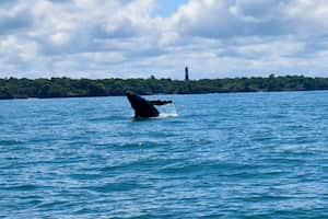 Miles de personas acuden cada año al Pacífico colombiano para ver las ballenas.