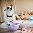 Convivir con animales durante cinco años consecutivos puede evitar el desarrollo de enfermedades cognitivas.