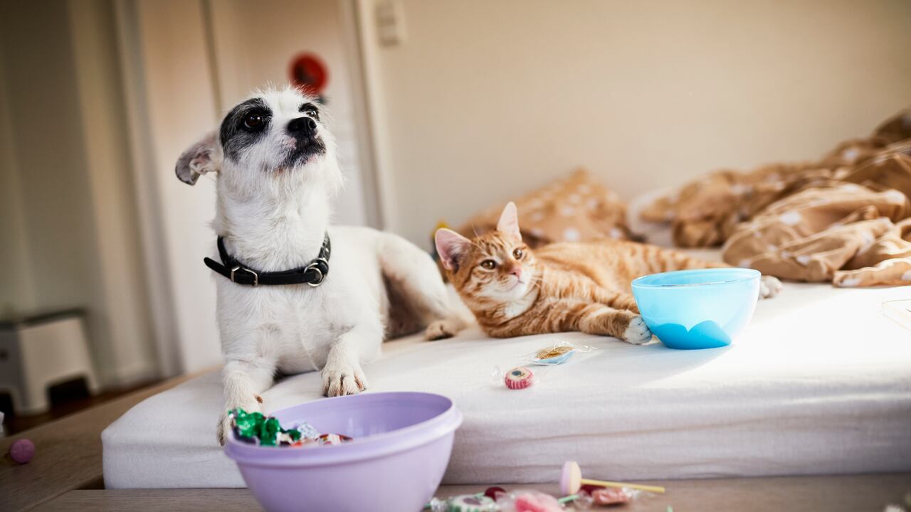 El protocolo tiene varios capítulos destinados a establecer las obligaciones que deben cumplir los tenedores o cuidadores de los animales.