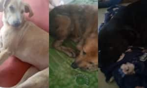 Los perros necesitan ayuda médica veterinaria urgente