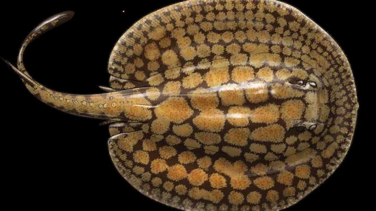 La raya tigrita es una de las especies que se puede encontrar en las cuencas de los ríos Amazonas y Orinoco. Ilustración: Instituto Humboldt