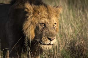 El León fue separado de los otros animales mientras se investigan los hechos