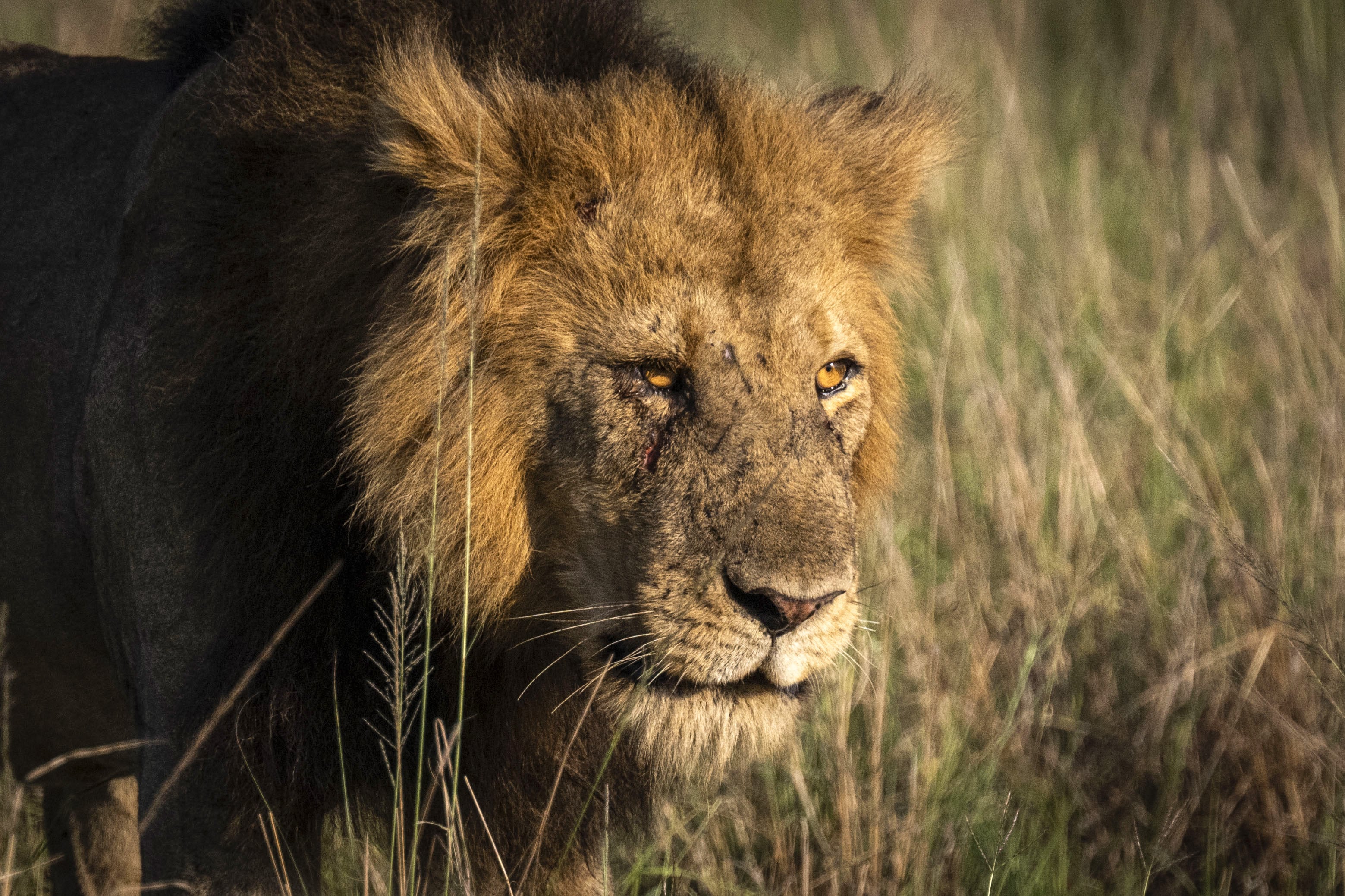 El León fue separado de los otros animales mientras se investigan los hechos