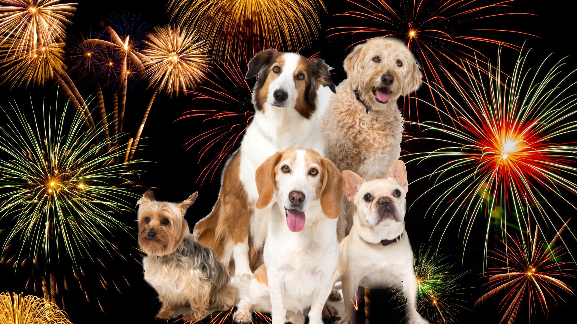 Diferentes condiciones genéticas y de raza hacen que algunos perros sean más sensibles a los ruidos por la pólvora.