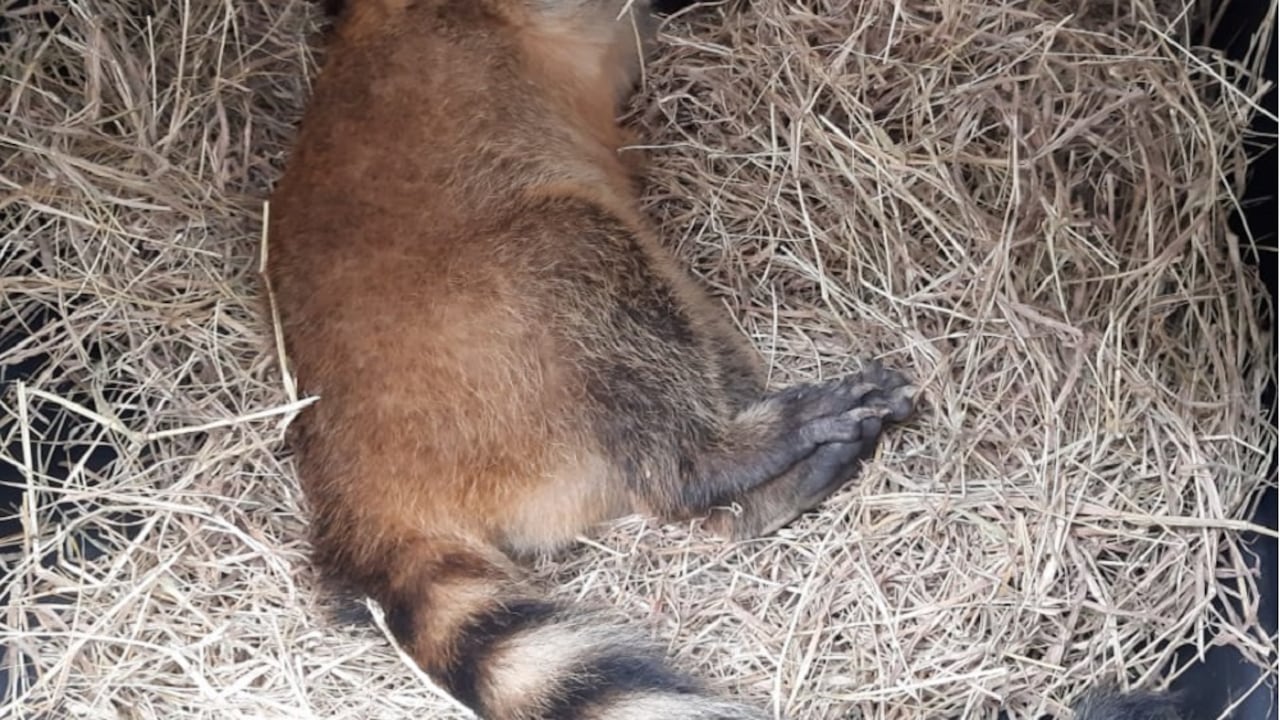 A este cusumbo le instalaron un collar de telemetría para rastrear sus movimientos.