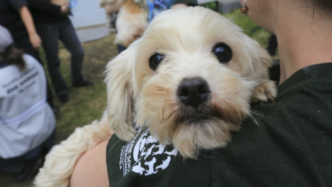 El perro se encuentra en una centro de cuidado de animales. Imagen de referencia. (AP)