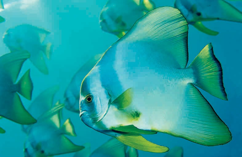 Cazando trozos de plancton, un banco de barracudas merodea cerca de la superficie de las islas subtropicales japonesas Bonin (Japón, 2008). FOTO: Brian Skerry/National Geographic