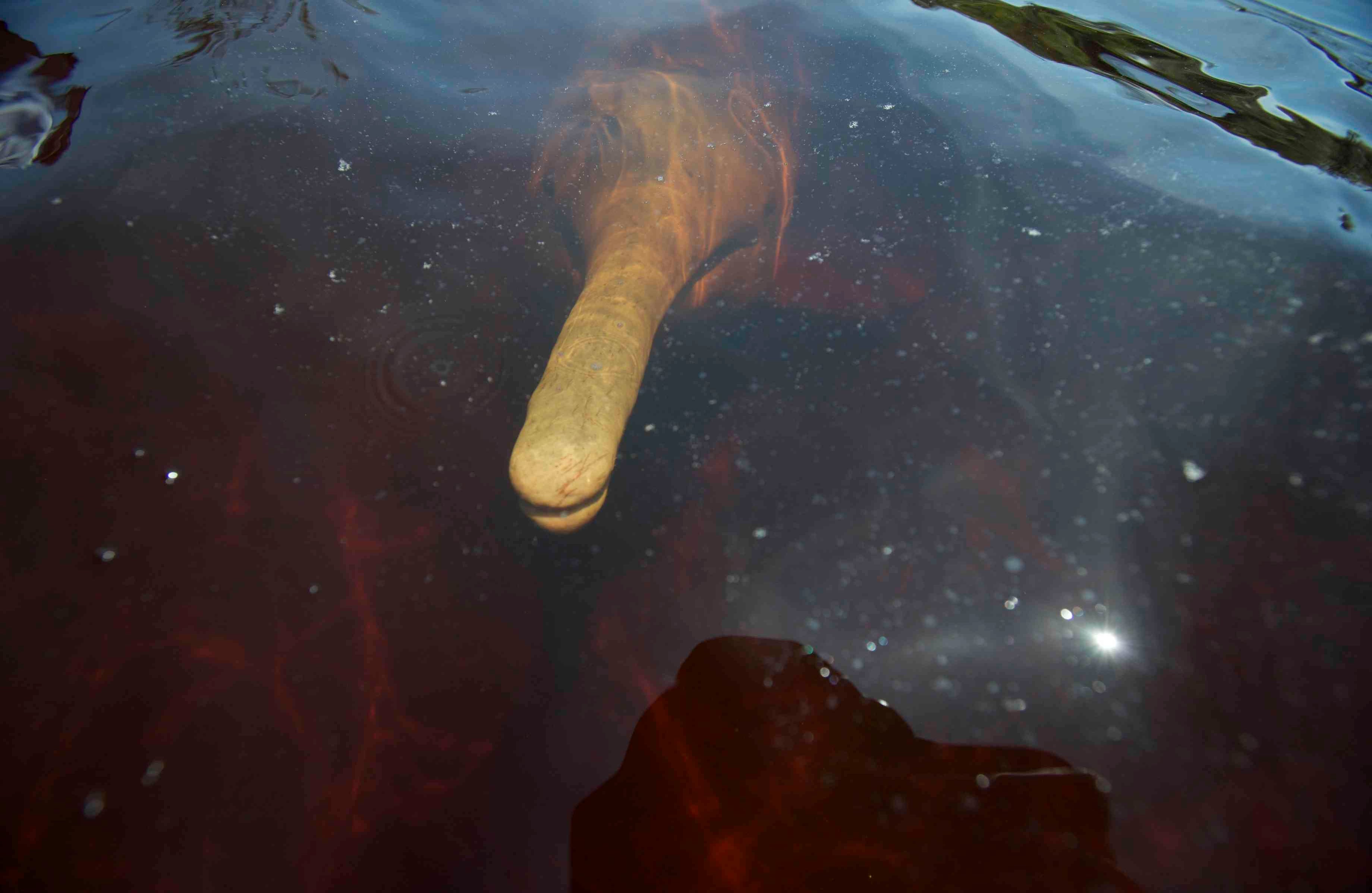 “Son animales excepcionales de una manera que es difícil de explicar a los que no lo han experimentado”. 