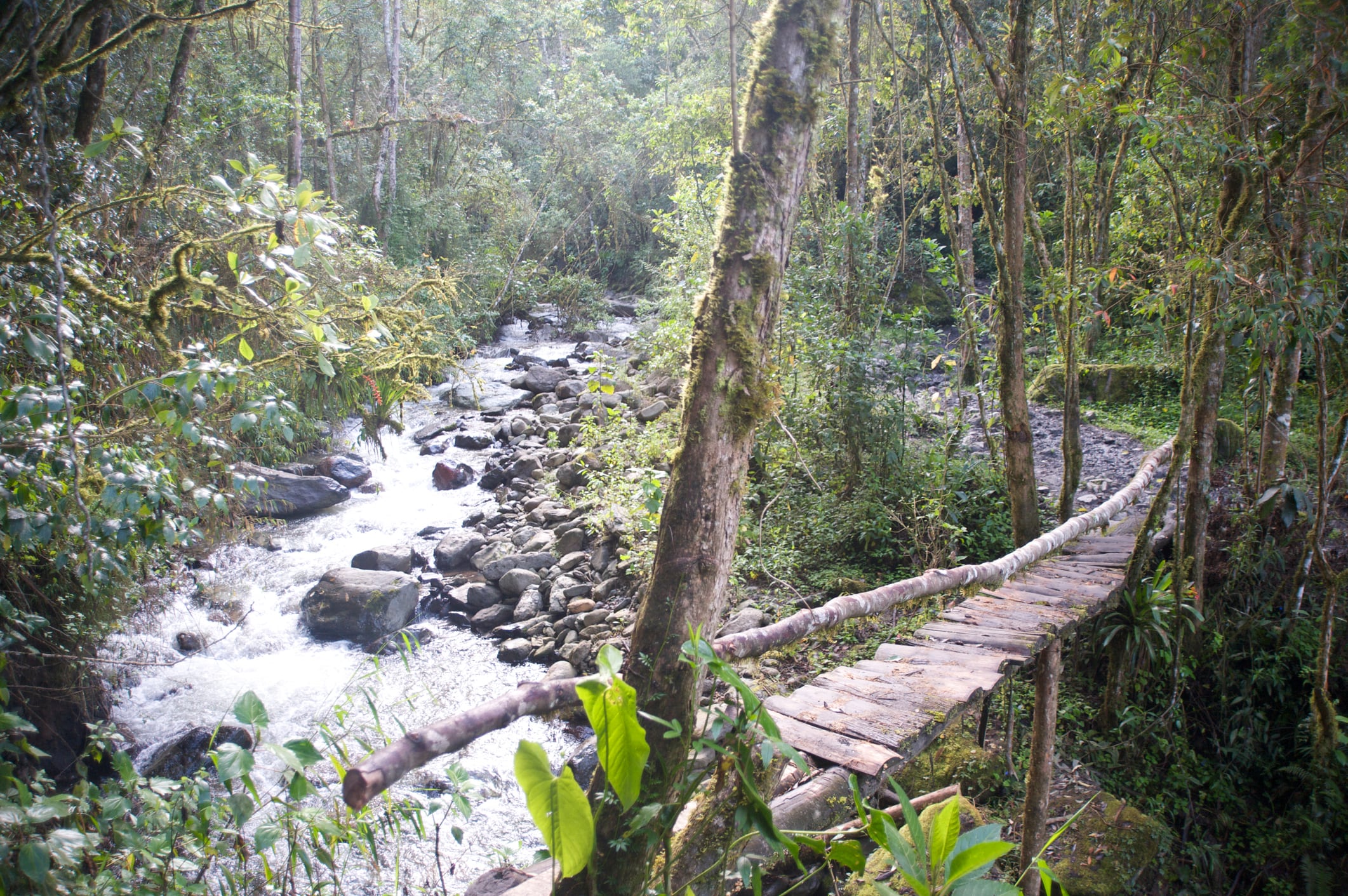El Valle del Cocora