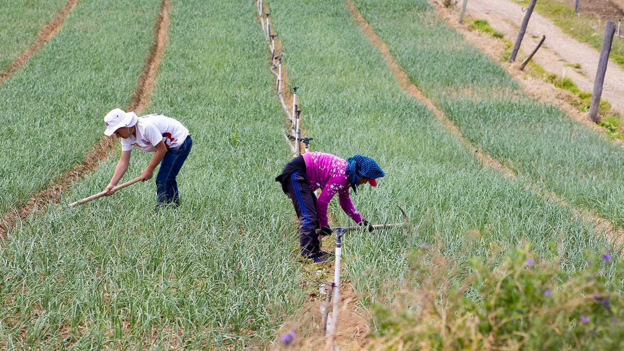 Las fuertes presiones inflacionarias vienen afectando los precios agrícolas y energéticos.
