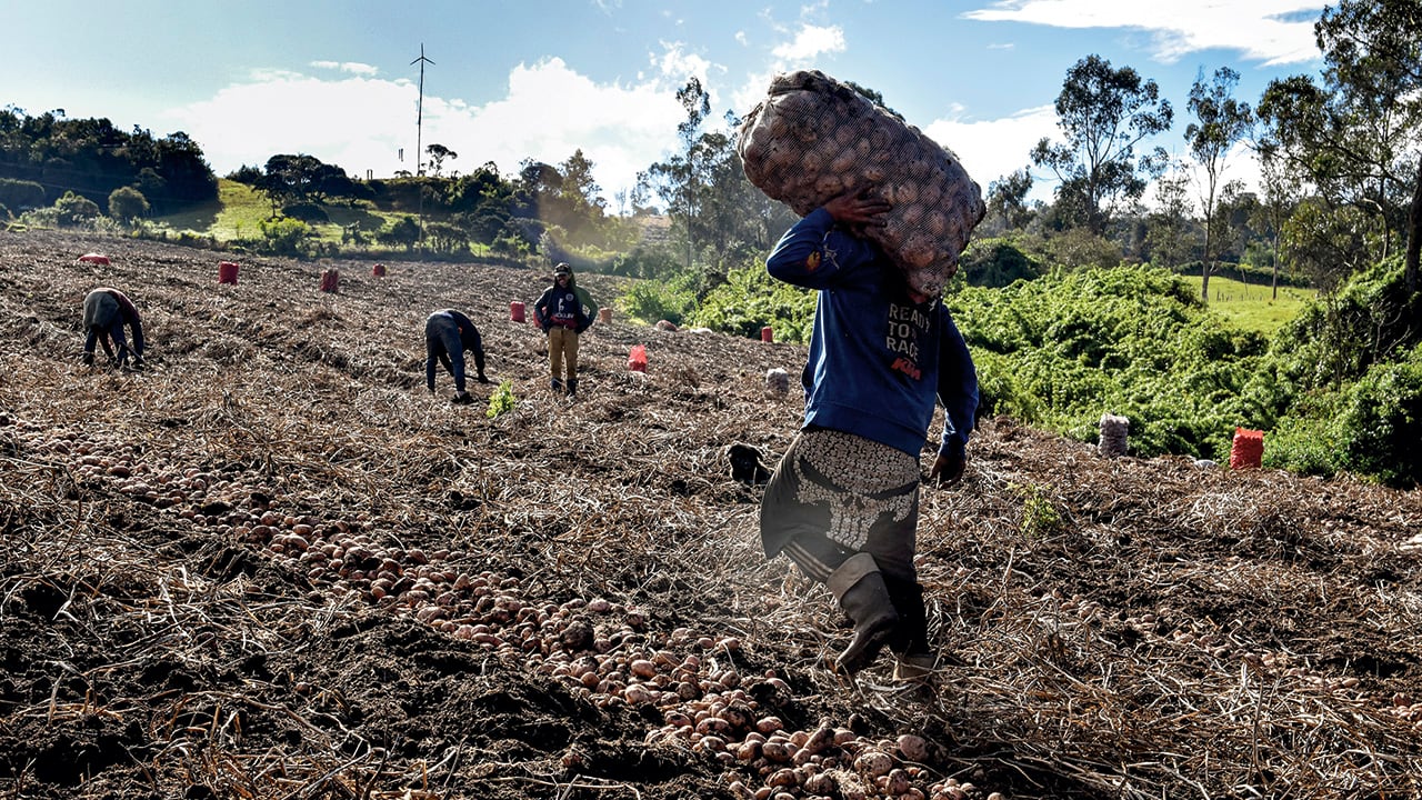 AGRICULTURA: PAPA
CULTIVOS DE PAPA EN LA CALERA, PAISAJE
FEBRERO 7 DE 2023
FOTOGRAFA ALEXANDRA RUIZ POVED