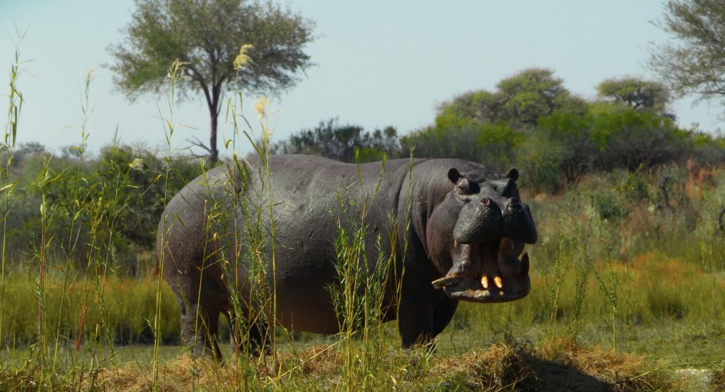 El fotogénico Pablito, el hermano de Pepe, el que mata a su padre y lo destierra.