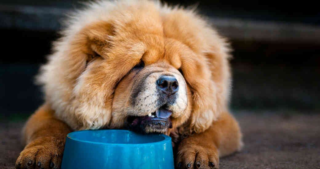 El chow chow.