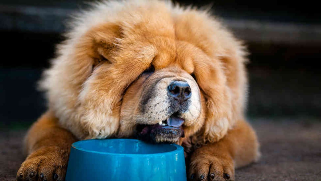 El chow chow.
