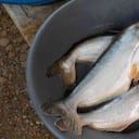 El primer registro en un medio natural en Colombia del pez basa se produjo en 2015. Foto: Fundación Humedales.