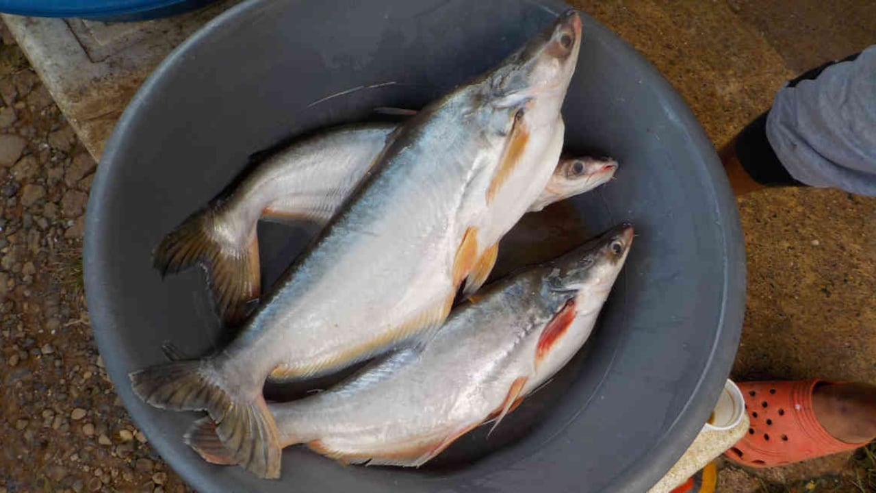 El primer registro en un medio natural en Colombia del pez basa se produjo en 2015. Foto: Fundación Humedales.