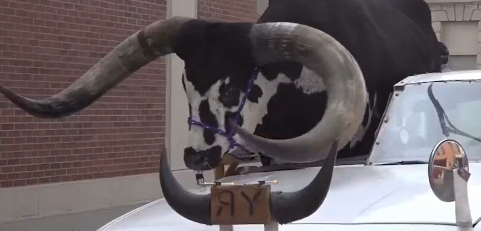 Toro en un carro en Estados Unidos.