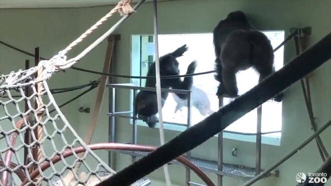 En video: el tierno momento en el que unos gorilas conocen a unas alpacas.
