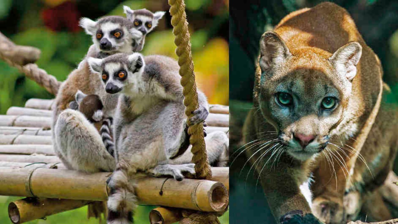 Los zoológicos del país atraviesan por dificultades financieras debido a la ausencia de turistas generada por la pandemia. Foto: Zoológico de cali / Zoológico de Barranquilla