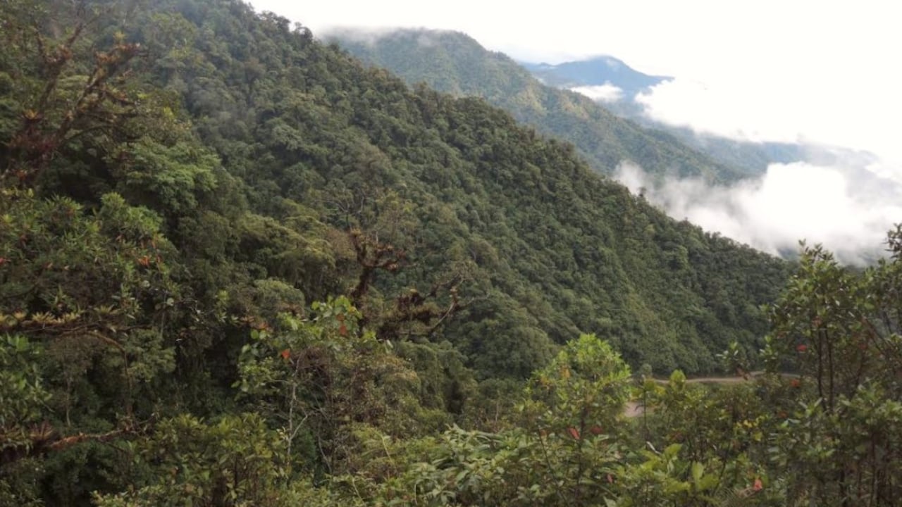 Este es el Trampolín de las Aves, en Mocoa, Putumayo, uno de los mejores lugares para avistar aves en Colombia.