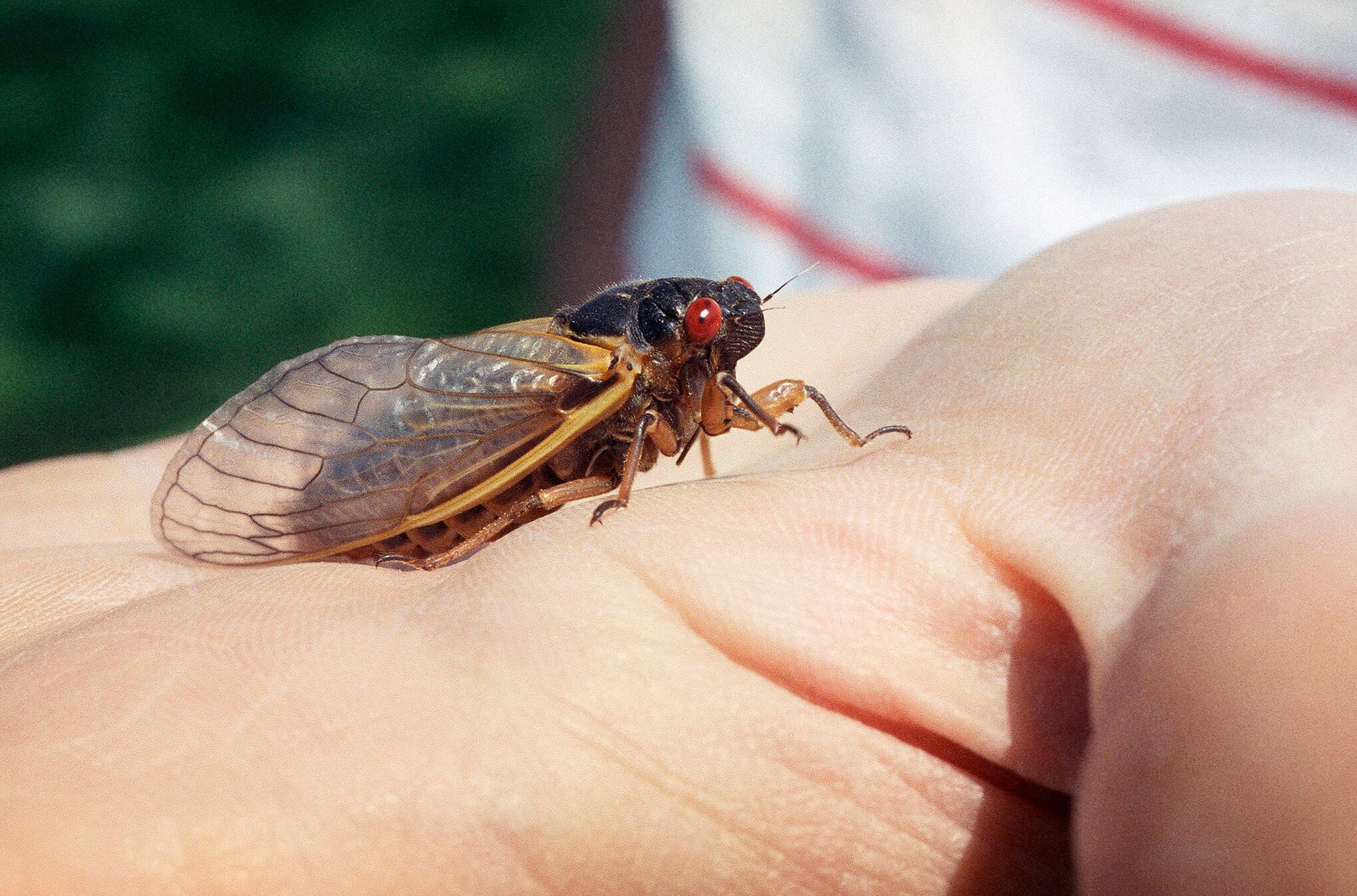 Temporada de Cigarras