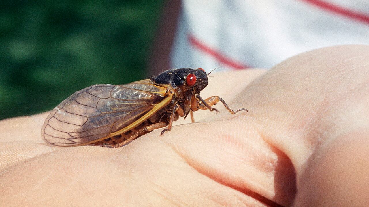 La destrucción de los ecosistemas también sería responsable de esta situación