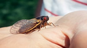 Temporada de Cigarras