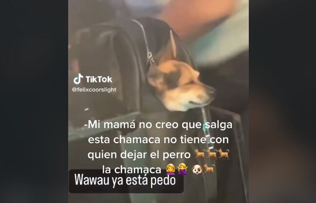 Perro en la discoteca