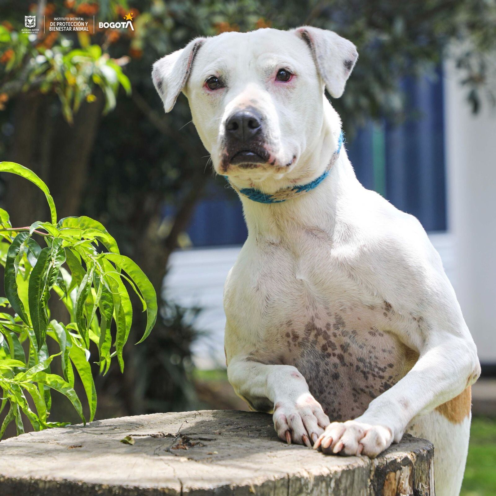 Perros y gatos en adopción.