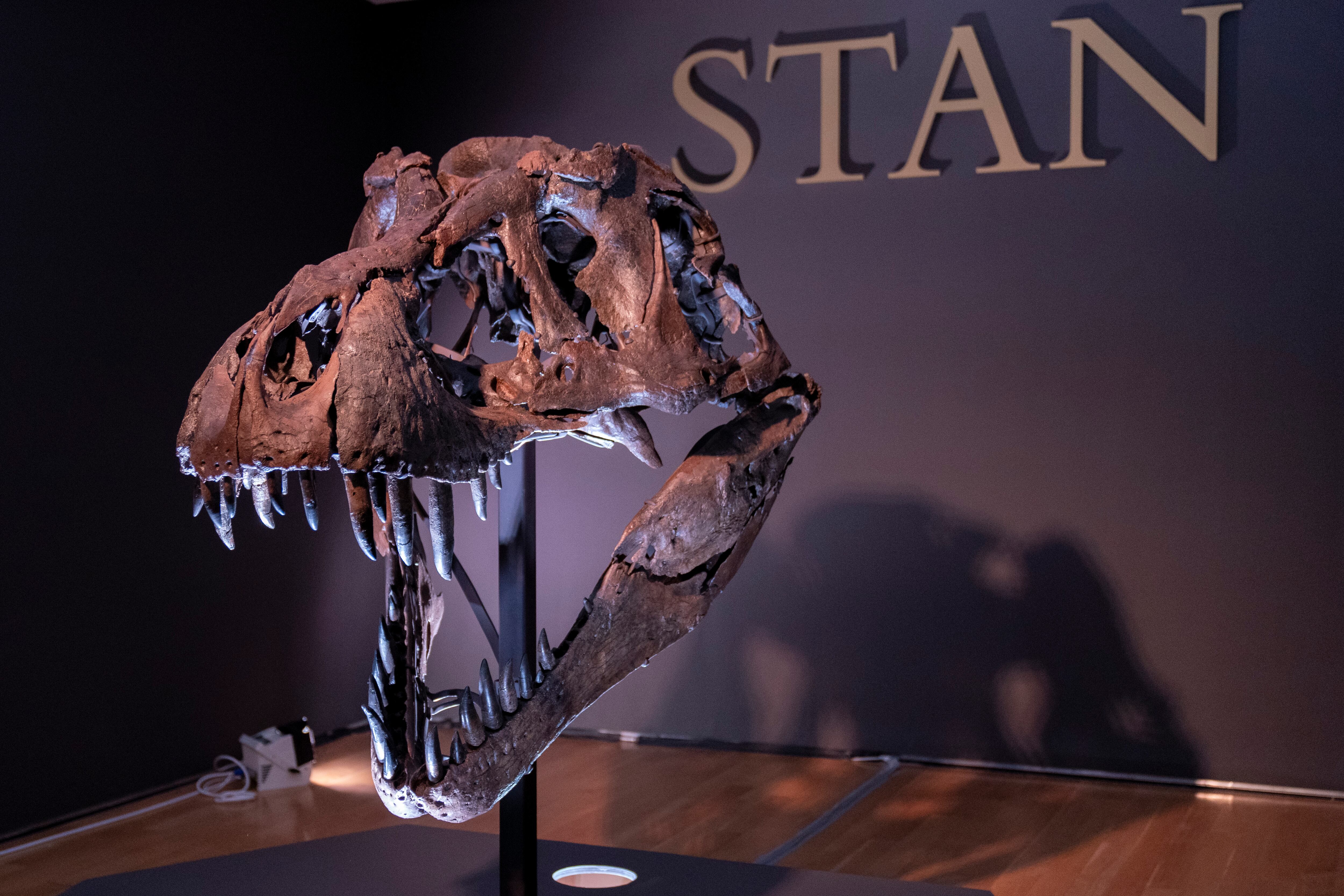 El cráneo de Stan, uno de los fósiles de Tyrannosaurus rex más grandes y completos descubiertos. (Foto AP / Mary Altaffer)