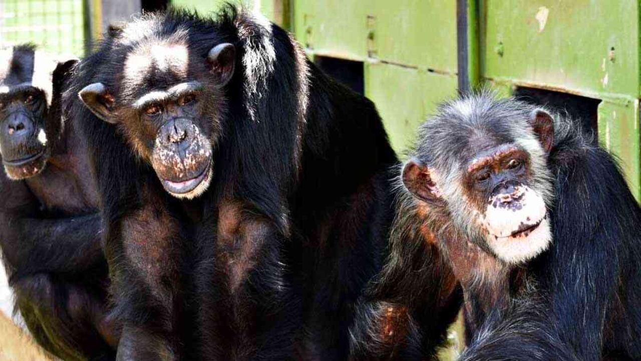 El santuario Primarily Primates está ubicado en el Estado de Texas. Foto: Primarily Primates.