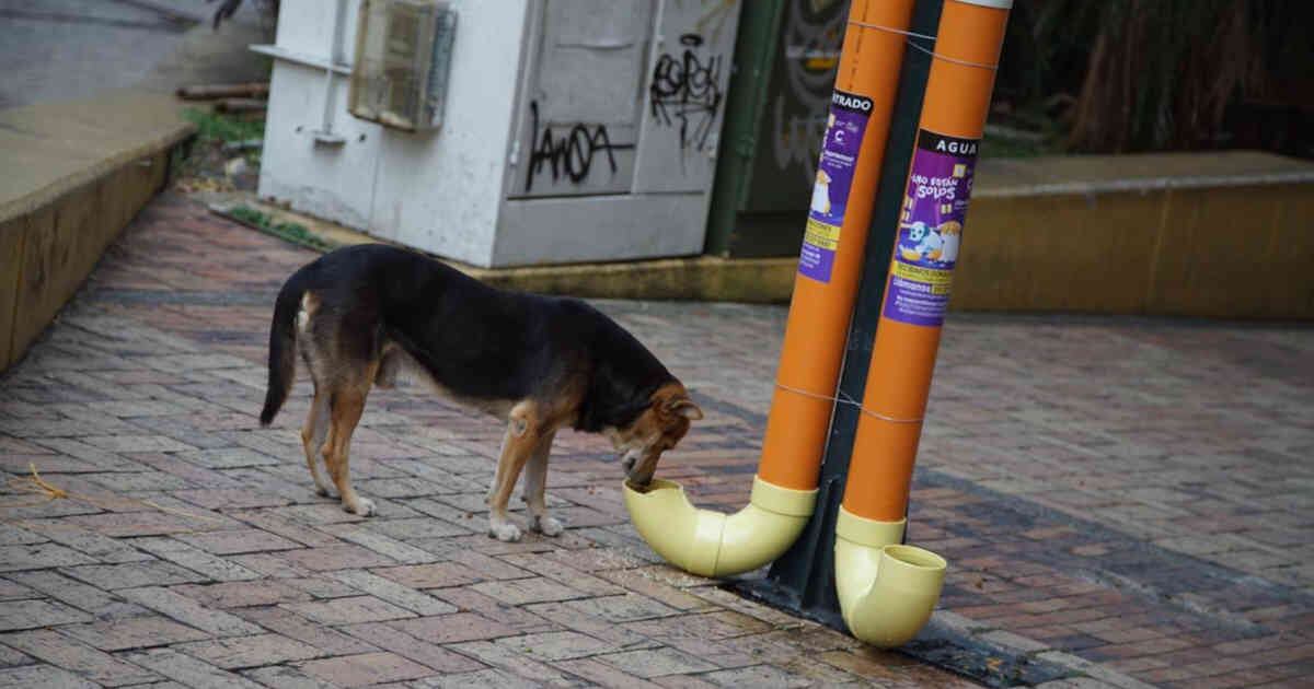 Los perros callejeros merecen respeto. Foto: Cormacarena.