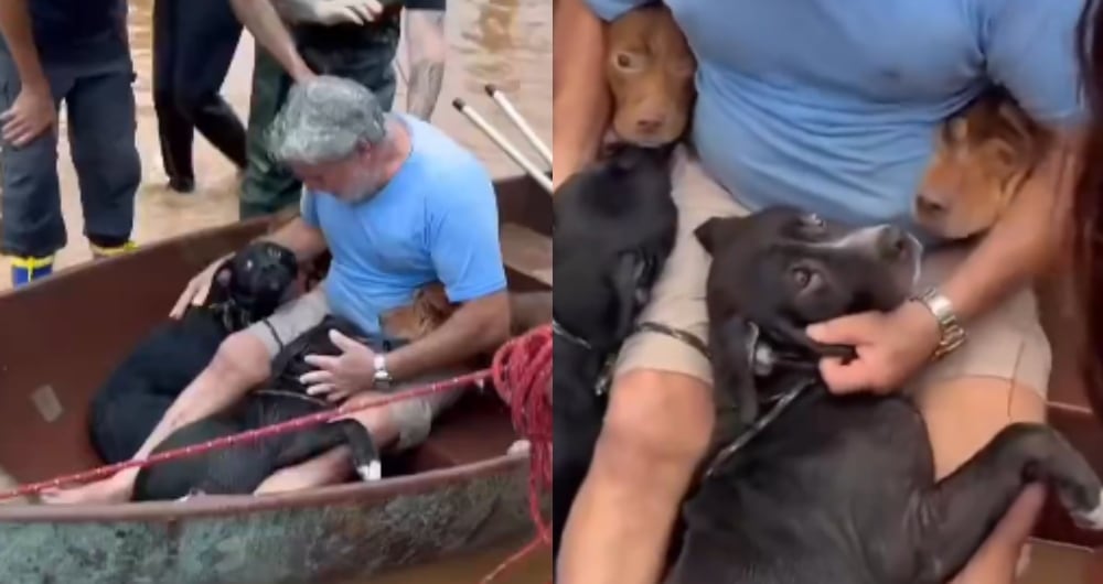 Rescate de perros en Brasil